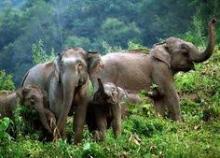 Asian Elephants