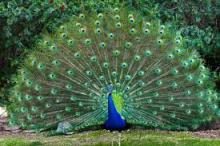 Peacock - National Bird of India