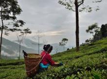 Tea Estate in Darjiiling, India
