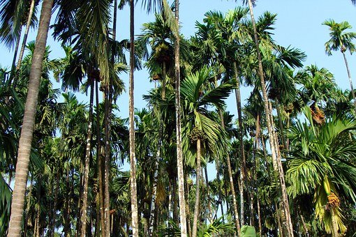 ಬಯಲುಸೀಮೆಯಲ್ಲಿ ಅಡಿಕೆ ಕೃಷಿ ಜೂಜಿನಾಟವೇ?