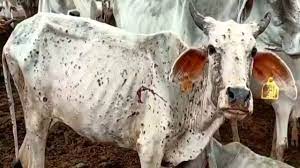 ವಿಷಕಾರಿ ಕೆಂಪಿರುವೆ ದಾಳಿ ಮತ್ತು ದನಗಳ ಗಡ್ಡೆಚರ್ಮ ರೋಗ (ಭಾಗ 2)