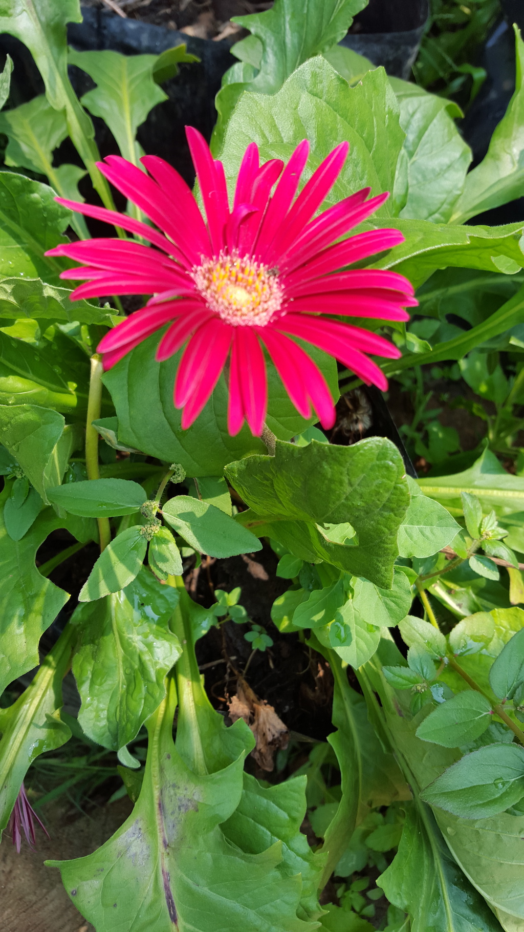 ಕಗ್ಗ ದರ್ಶನ – 9