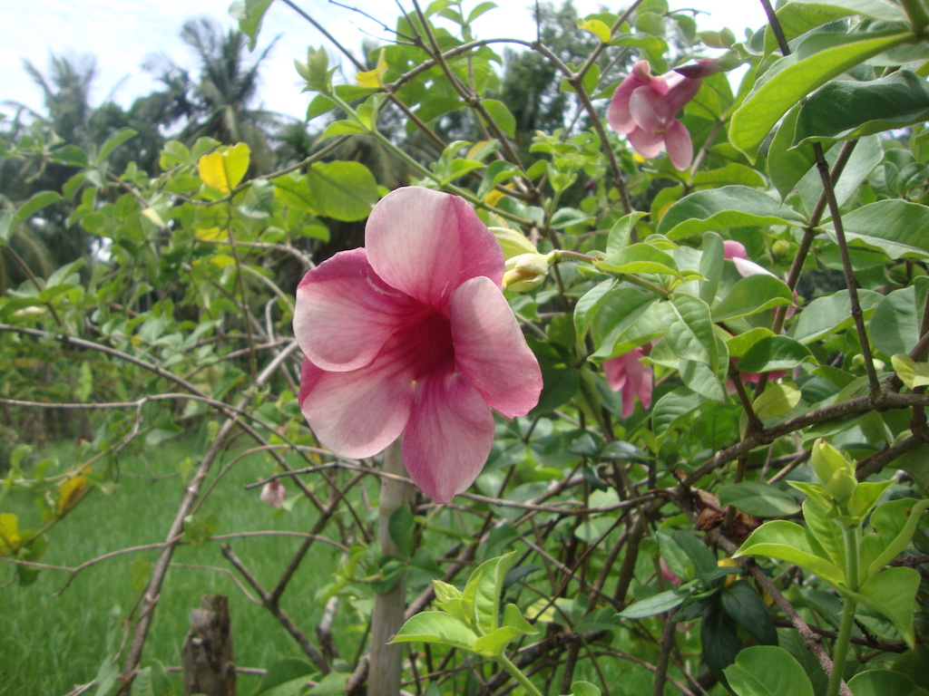 ಕಗ್ಗ ದರ್ಶನ – 12
