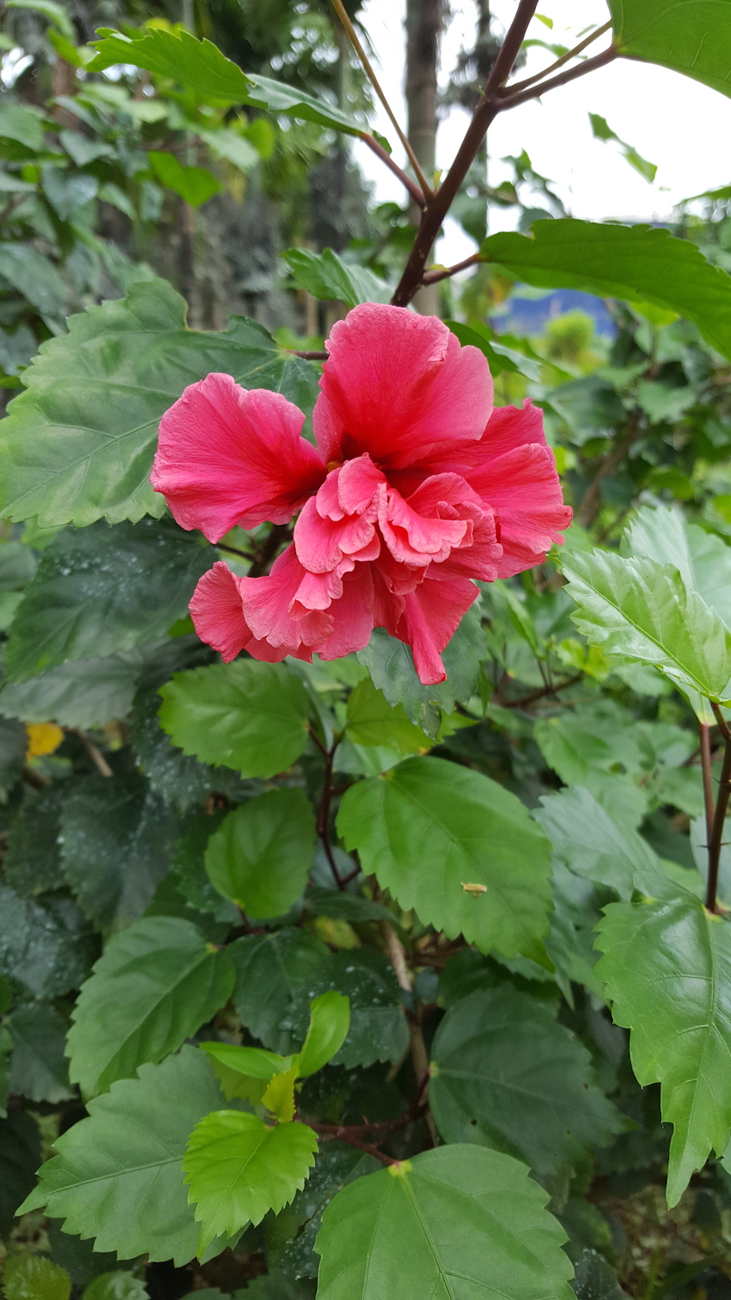 ಕಗ್ಗ ದರ್ಶನ – 15