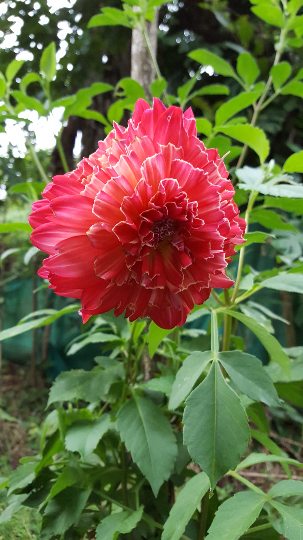 ಕಗ್ಗ ದರ್ಶನ – 31