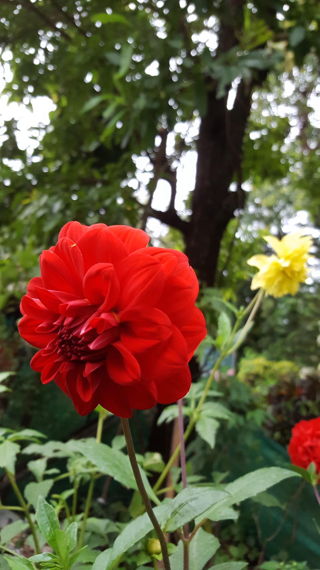ಕಗ್ಗ ದರ್ಶನ – 35