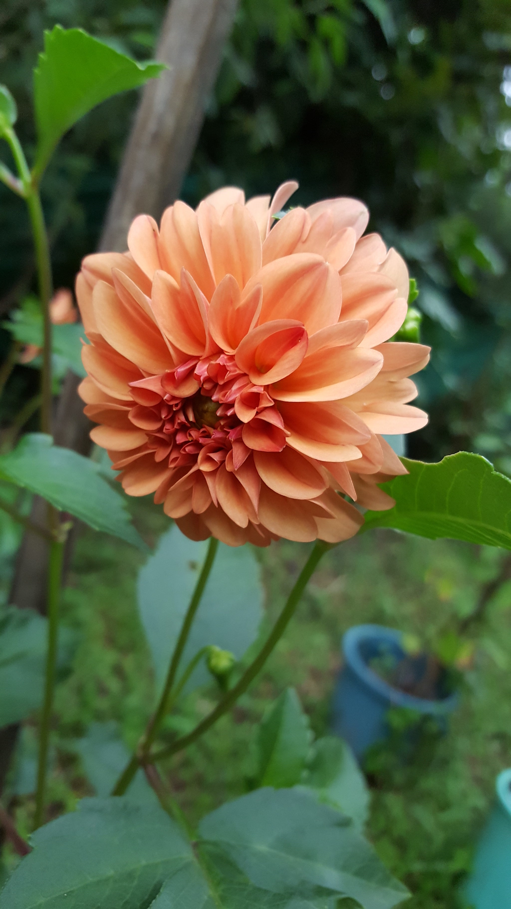 ಕಗ್ಗ ದರ್ಶನ – 36