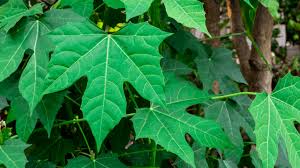 ಸೊಪ್ಪಿನ ಗಿಡ ಚಾಯಾ ಮಾನ್ಸಾ - ಮಾಯಾ ನಾಗರಿಕತೆಯ ಕೊಡುಗೆ