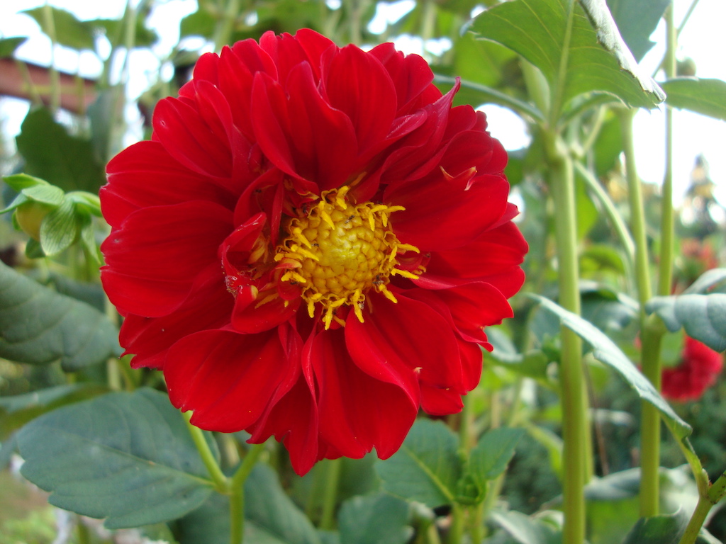 ಕಗ್ಗ ದರ್ಶನ – 45